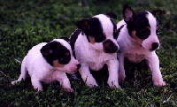 Rat Terrier Puppies