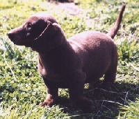 Dachshund Puppy